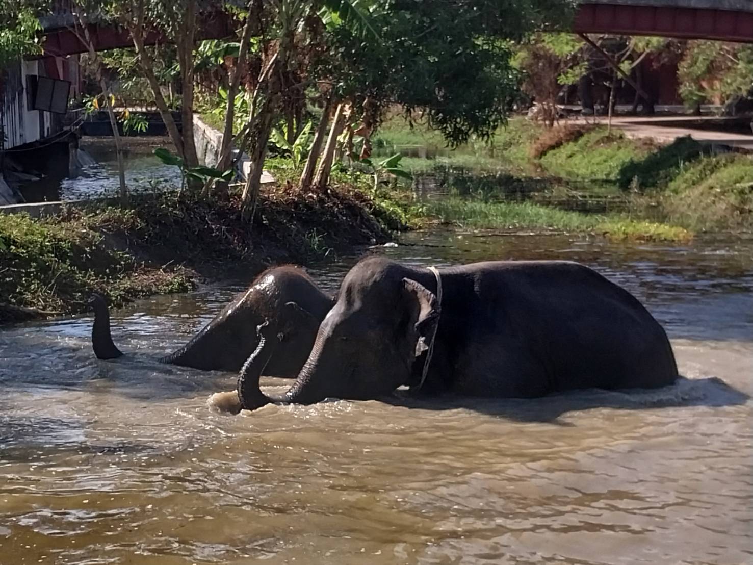 ETHEREAL NATURE WALK 11:00 - 12:30 - Freedom Elephant Reserve Phuket