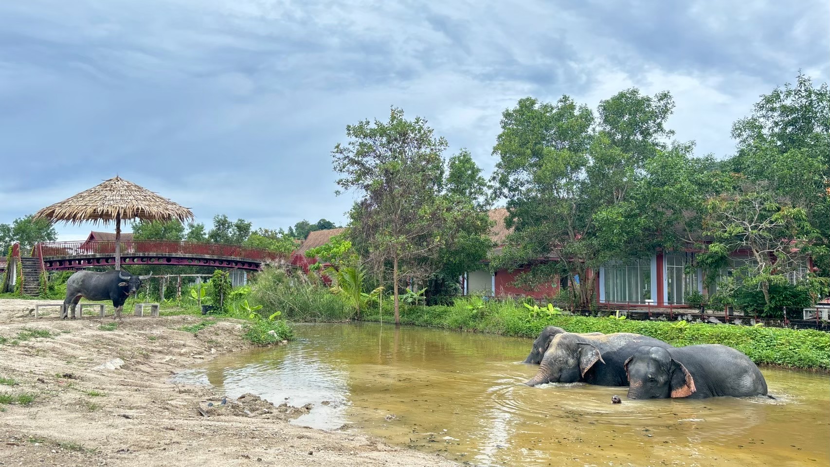 Rain Elephants Mud Fun: Making Magical Memories - Freedom Elephant ...