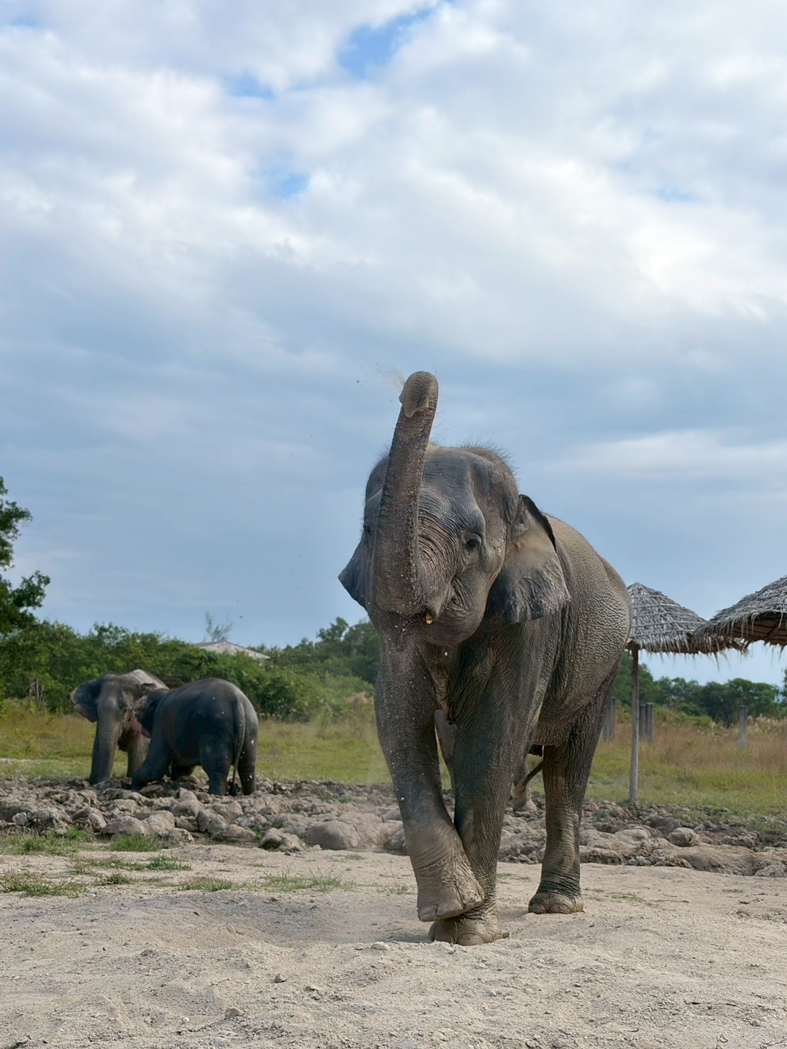 Asian Elephants Toe Nails: Understanding Their Design - Freedom ...